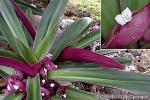 Oyster Lily (Tradescantia spathacea)