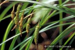 Enlarged Image of 'Carex stokesii'
