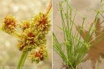 One-arm Sedge (Cyperus difformis)