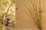 Leafless Sedge (Ficinia nodosa)