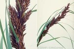 Dark-flower Sedge (Gahnia aspera)