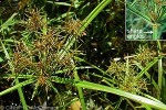 Torulinium Sedge (Torulinium odoratum)