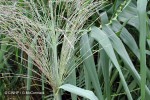 Giant Reed (Arundo donax)