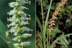 Native Burr-Grass (Cenchrus calyculatus)