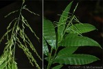 Centosteca Grass (Centosteca lappacea)