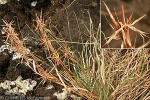 Barbed-wire Grass (Cymbopogon refractus)