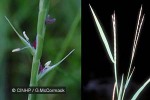 Lepturus Grass (Lepturus repens)