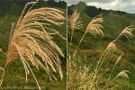 Fernland Reed (Miscanthus floridulus)