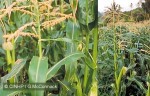 Sweetcorn (Zea mays)