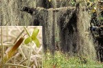 Spanish Moss (Tillandsia usneoides)