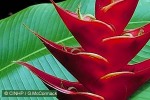 Heliconia caribaea X bihai cvs.