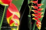 Hanging Heliconia (Heliconia rostrata)