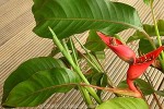 Heliconia stricta cvs.
