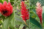 Red Ginger (Alpinia purpurata)