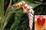 Shell Ginger (Alpinia zerumbet)