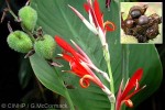 Red Canna (Canna indica)