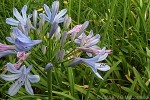 Enlarged Image of 'Agapanthus praecox'