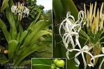 Enlarged Image of 'Crinum asiaticum'