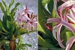 Red Crinum-Lily (Crinum augustum)