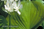 Enlarged Image of 'Proiphys amboinensis'