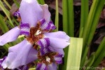 Enlarged Image of 'Neomarica caerulea'