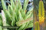 Enlarged Image of 'Aloe vera'