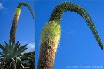 Dragon Tree Agave (Agave attenuata)