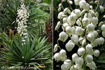 Spanish Dagger (Yucca gloriosa)