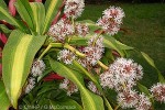Wide-leaf Dracaena (Dracaena fragrans cvs.)