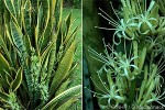 Snake Plant (Sansevieria trifasciata)