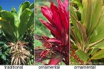 Enlarged Image of 'Cordyline fruticosa'