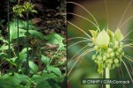 Pacific Arrowroot (Tacca leontopetaloides)