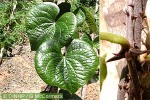 Enlarged Image of 'Dioscorea esculenta'