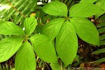 Enlarged Image of 'Dioscorea pentaphylla'