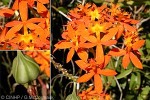 Crucifix Orchid (Epidendrum cinnabarinum)
