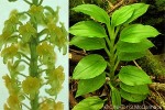 Enlarged Image of 'Malaxis reineckeana'