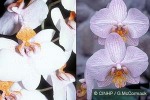 Moth Orchid (Phalaenopsis amabilis hybrid)