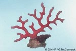 Distichopora gracilis