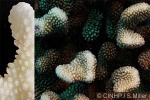 Enlarged Image of 'Pocillopora meandrina'