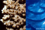 What Am I? Click to display answer!