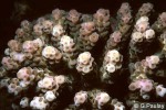 Acropora sarmentosa