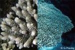 Acropora tenuis cf.  GP