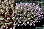 Enlarged Image of 'Acropora valida'