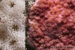 Velvet Coral (Montipora purple lumpy GP)