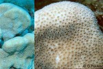 Pavona duerdeni