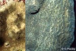 Pavona explanulata