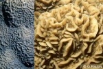 Pavona varians