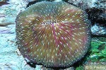 Fungia fungites