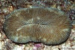 What Am I? Click to display answer!
