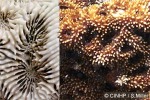 Enlarged Image of 'Acanthastrea echinata'